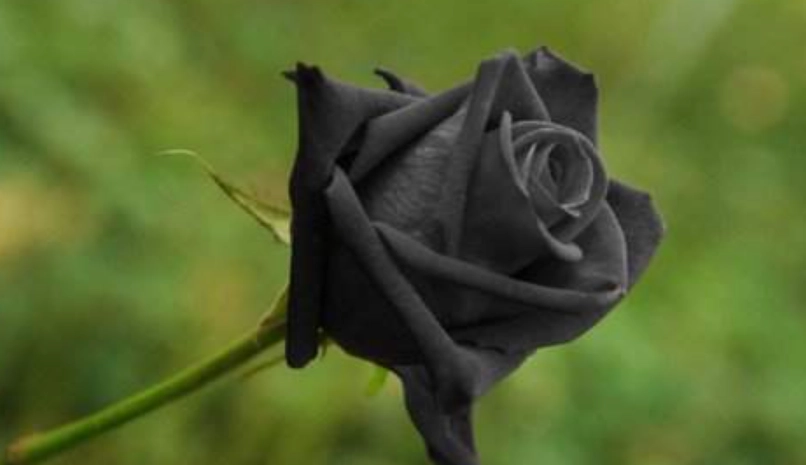 黑玫瑰花語 黑玫瑰花語