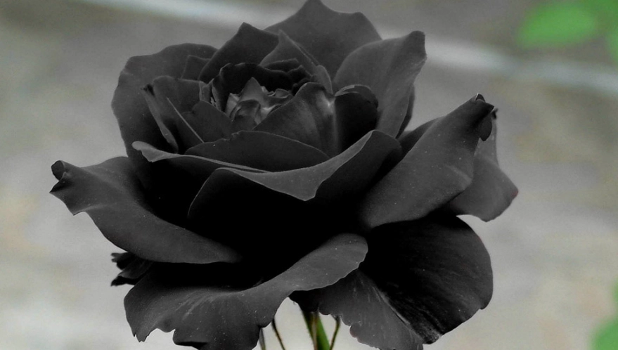 黑色玫瑰種植 黑色玫瑰種植