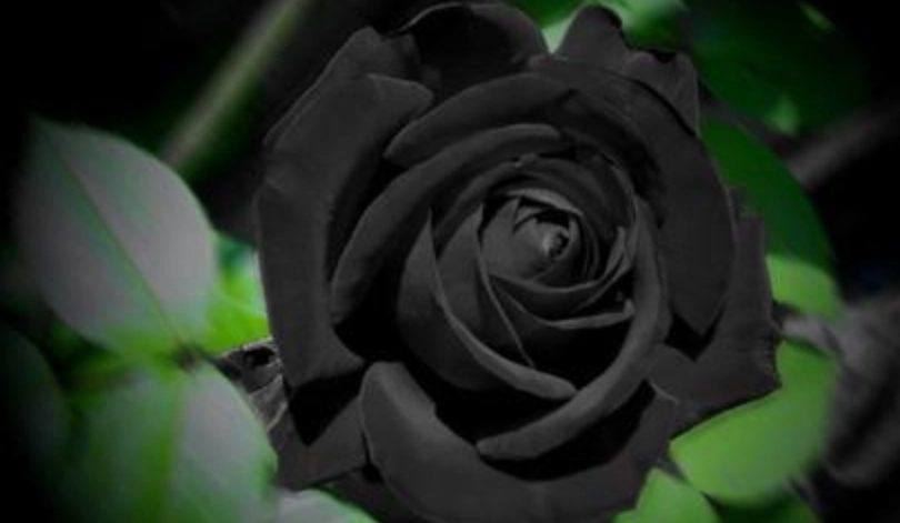 惡魔之花象徵 惡魔之花象徵