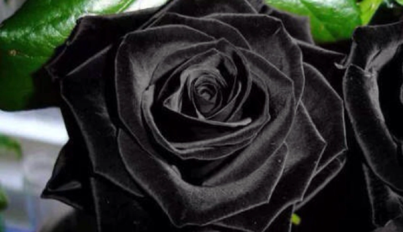 黑色玫瑰種植 黑色玫瑰種植