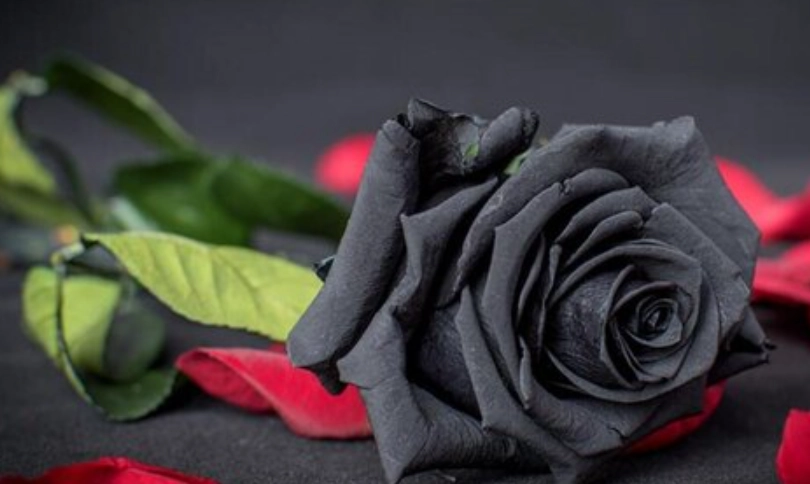 黑玫瑰花語惡魔全解析：象徵意義、種植技巧與送禮禁忌