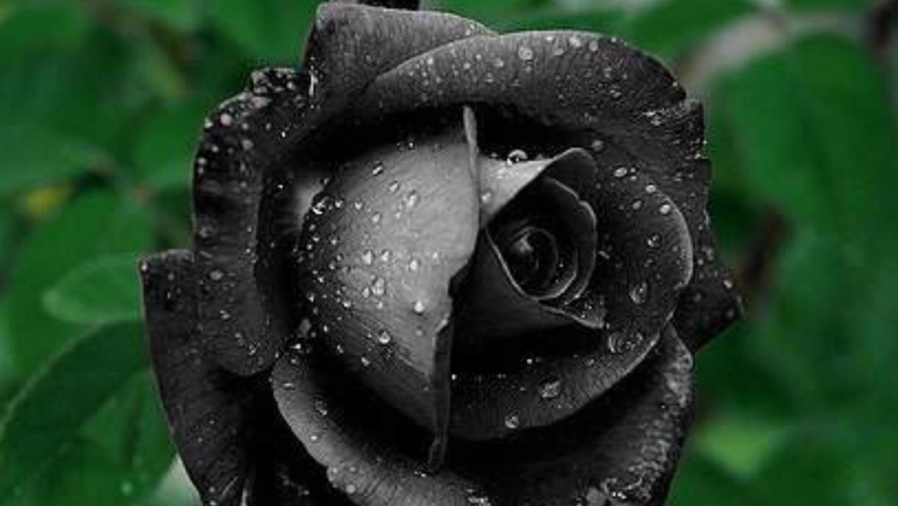 惡魔之花象徵 惡魔之花象徵