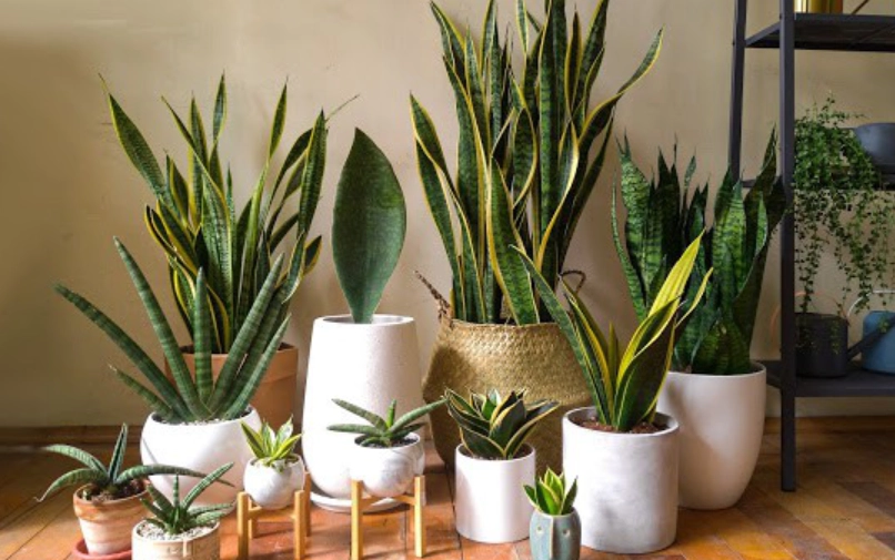 適合室內養的植物