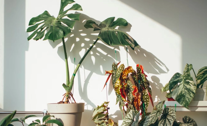 適合室內養的植物