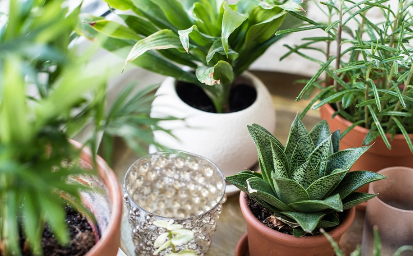 適合養在室內的植物