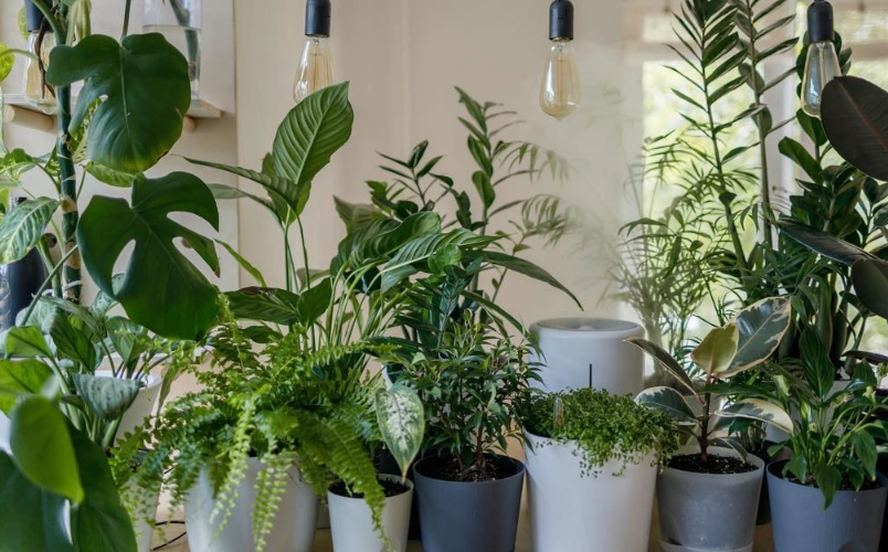 室內盆栽推薦 室內盆栽推薦