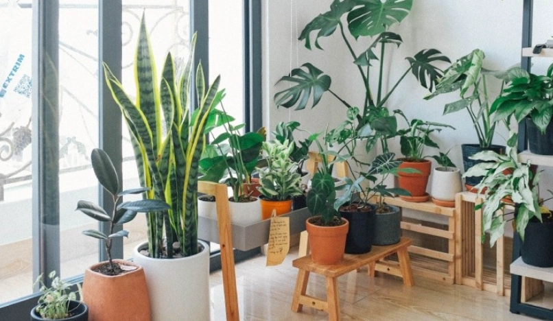 室內 種植物 好 嗎