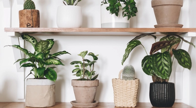 室內植物好處 室內植物好處