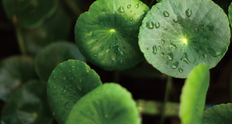 積雪草保養品副作用 積雪草保養品副作用