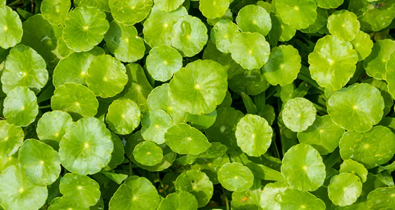 積雪草保養品副作用 積雪草保養品副作用