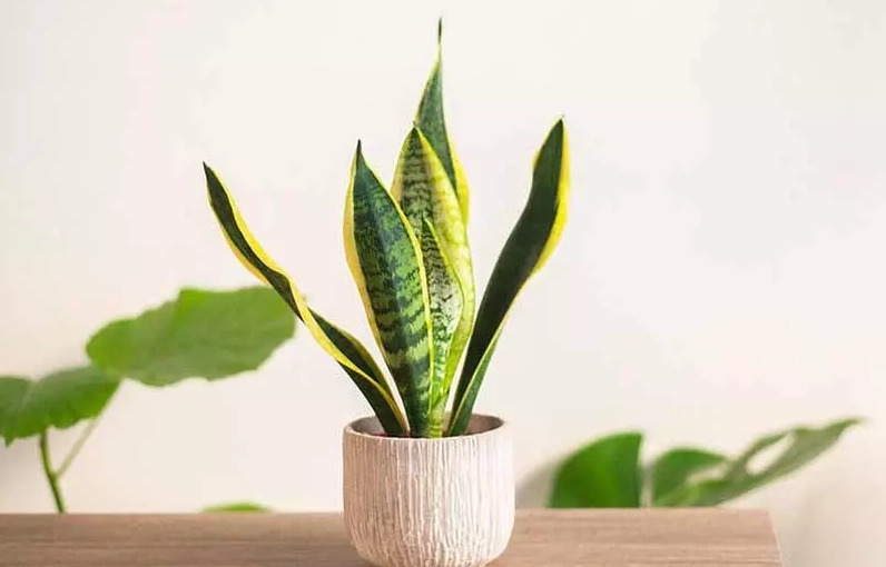 虎尾蘭照顧全攻略：從澆水到繁殖，新手變專家的7個關鍵