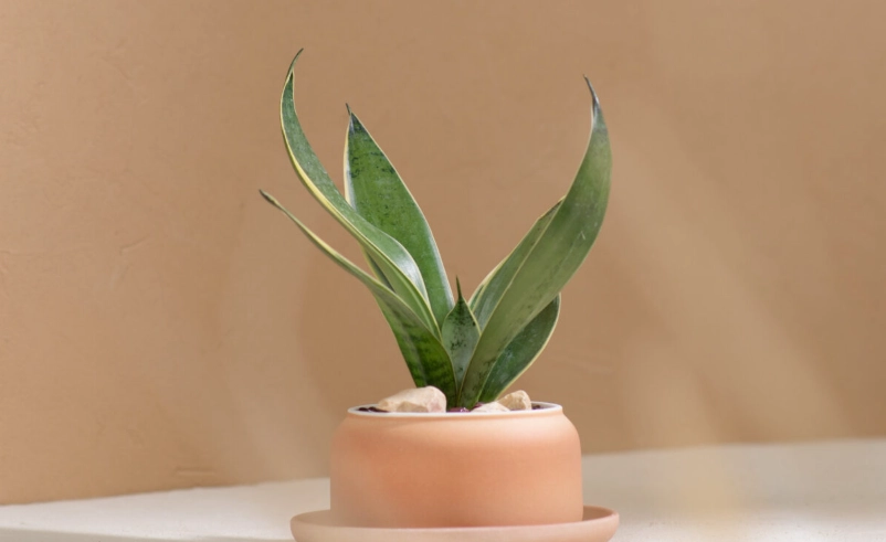 虎尾蘭會招陰是真的嗎？破解風水迷思與科學實證全解析