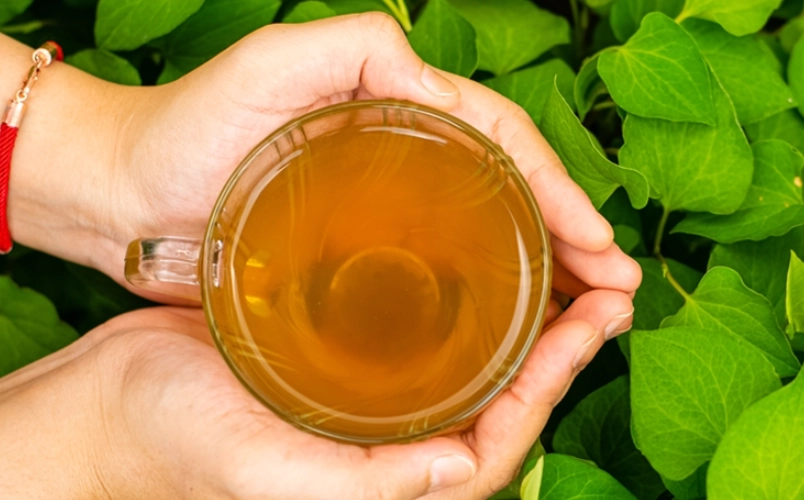 魚腥草茶功效與禁忌