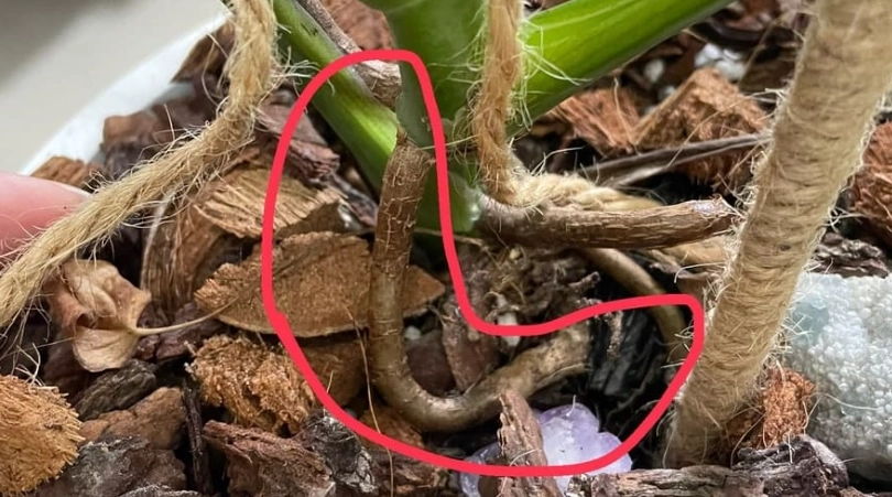 龜背芋氣根處理