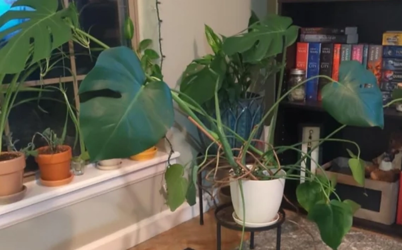 龜背芋氣根處理