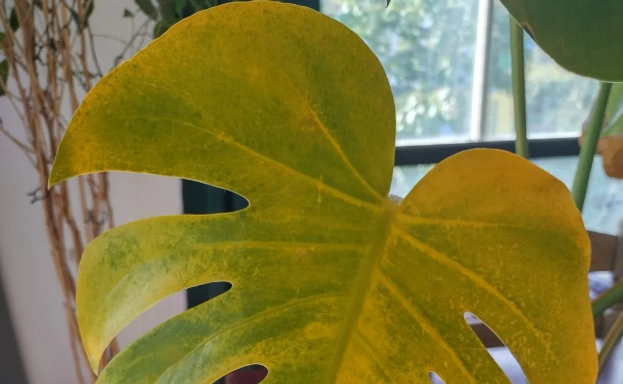 龜背芋葉子黃化