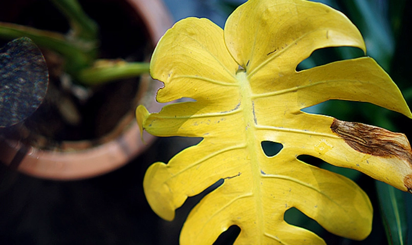 龜背芋葉子黃化