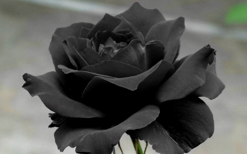 黑玫瑰花語 黑玫瑰花語