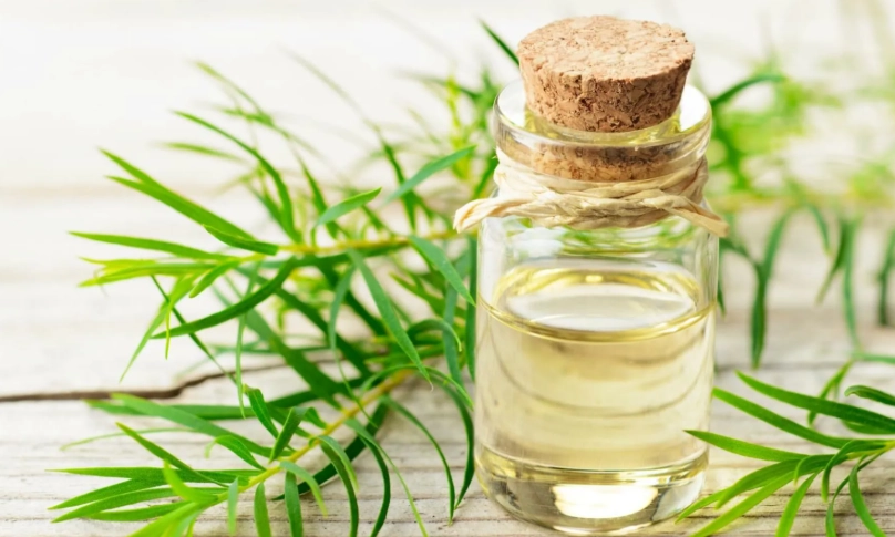 茶樹精油推薦