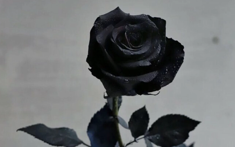 黑玫瑰花語 黑玫瑰花語
