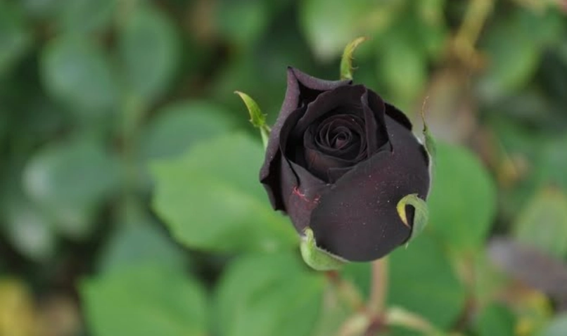 黑玫瑰花語
