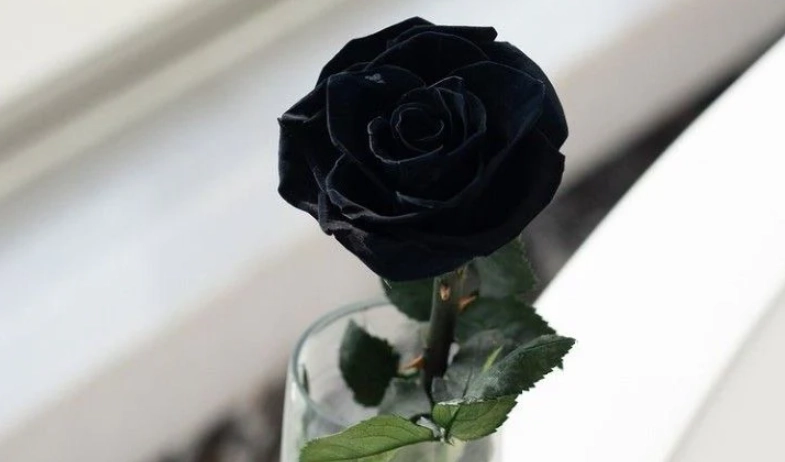 黑色玫瑰 黑色玫瑰