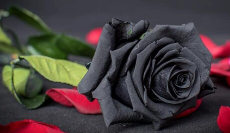 黑色玫瑰 黑色玫瑰