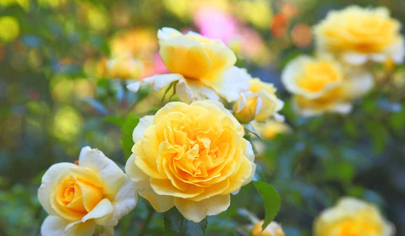 黃色玫瑰送禮禁忌