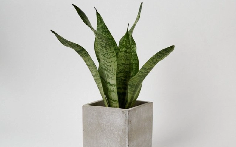 風水植物虎尾蘭