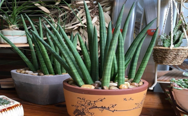 虎尾蘭擺放位置