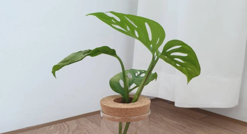 窗孔龜背芋 繁殖