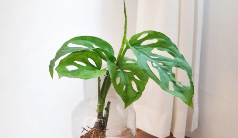 窗孔龜背芋 养护