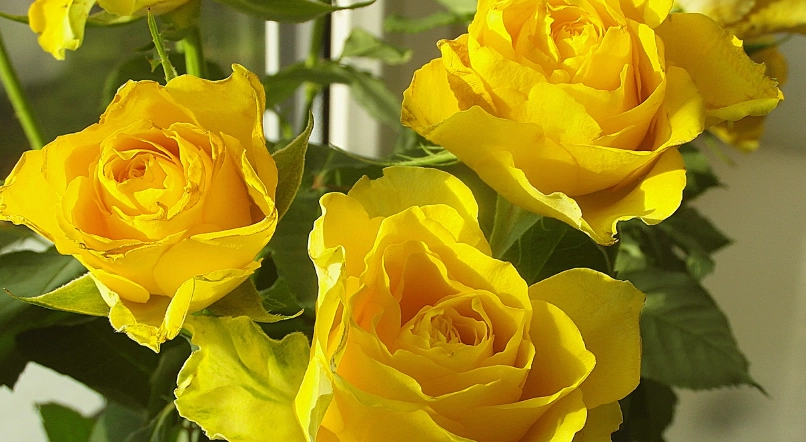 黃色玫瑰送禮禁忌