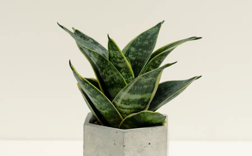 風水植物虎尾蘭