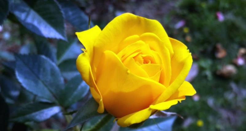 黃玫瑰代表什麼