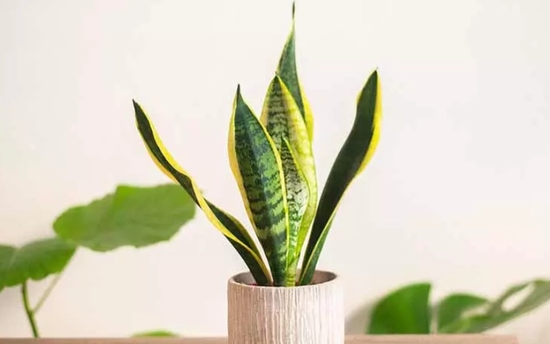 風水植物虎尾蘭