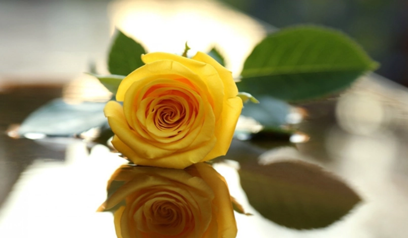 黃玫瑰代表什麼