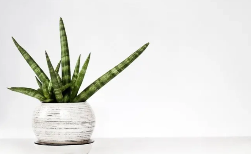 虎尾蘭擺放位置