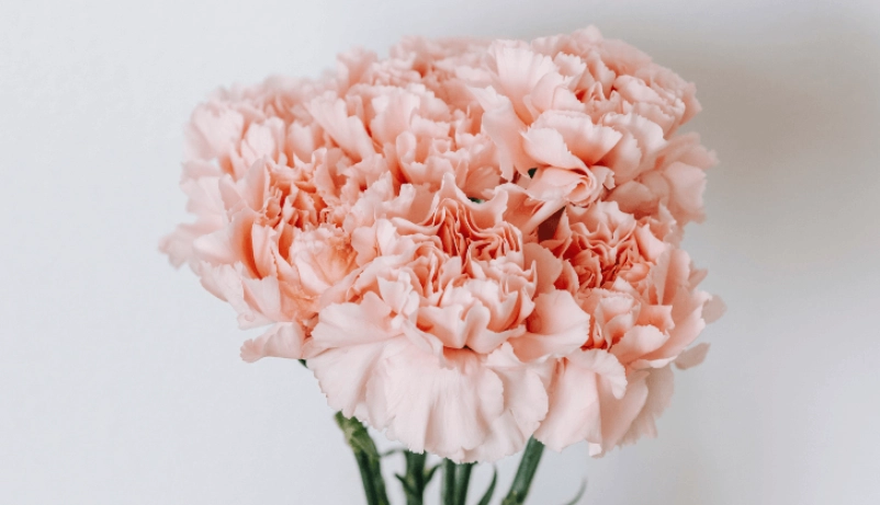 康乃馨顏色花語