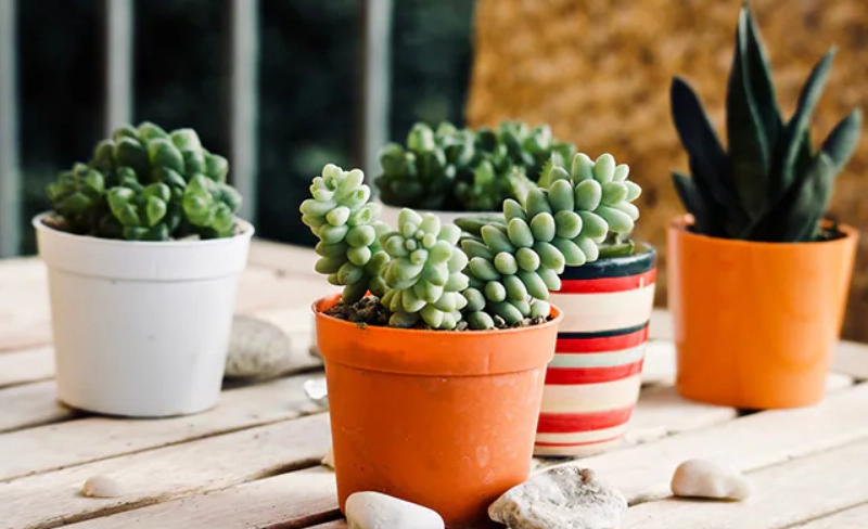 多肉植物照顧常見問題