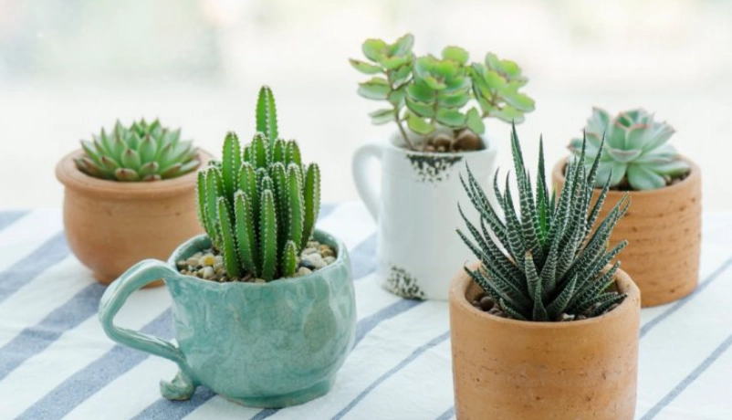 多肉植物照顧常見問題