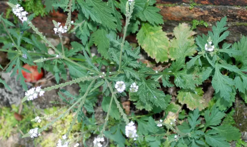 台灣馬鞭草 台灣馬鞭草