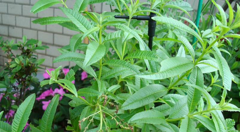 馬鞭草種植 馬鞭草種植