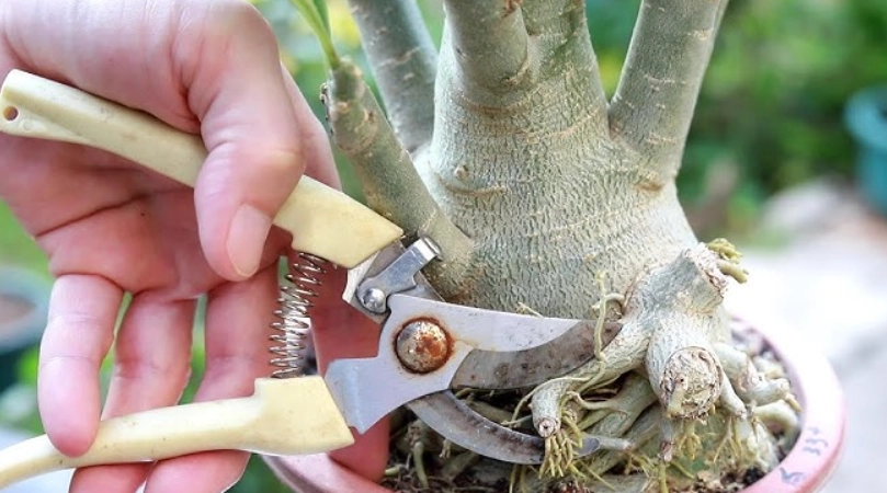 沙漠玫瑰修剪時間