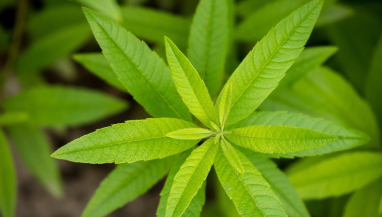 台灣馬鞭草 台灣馬鞭草