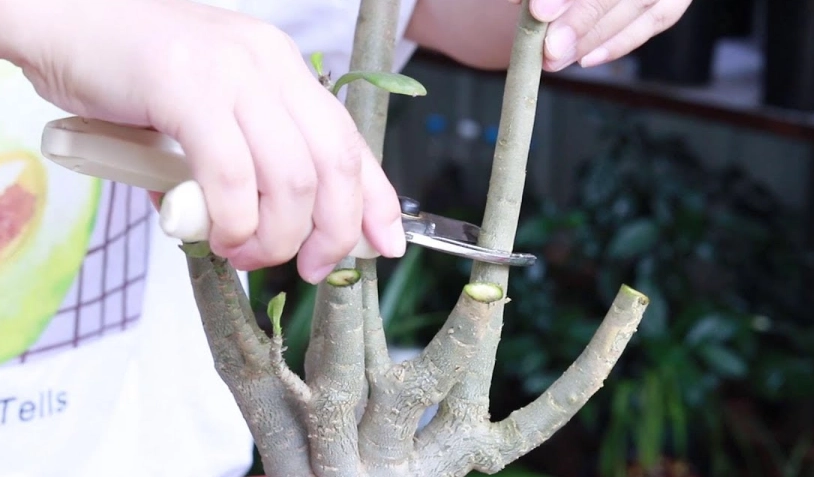 沙漠玫瑰修剪時間