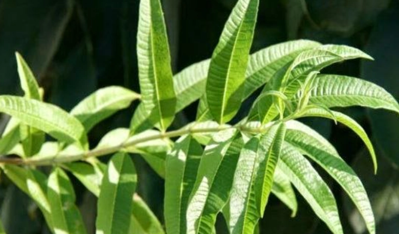 馬鞭草功效 馬鞭草功效