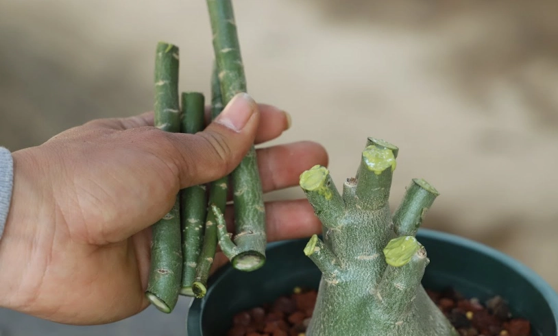 沙漠玫瑰如何修剪