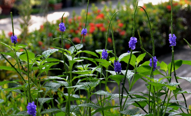 馬鞭草功效 馬鞭草功效