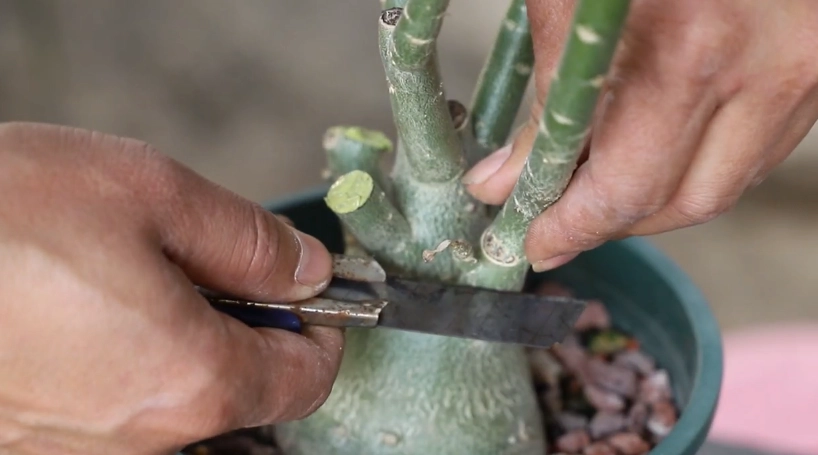 沙漠玫瑰修剪方法